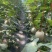 《热卖》山东海阳网纹瓜/大量上市/对接全国市场商超