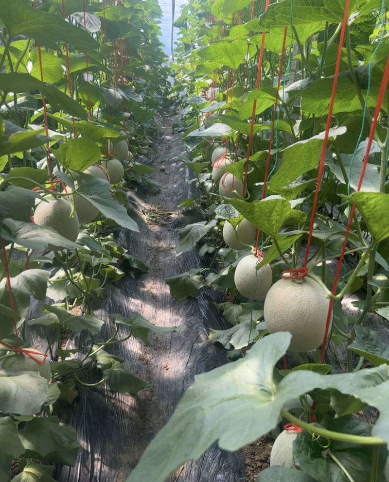 《热卖》山东海阳网纹瓜/大量上市/对接全国市场商超