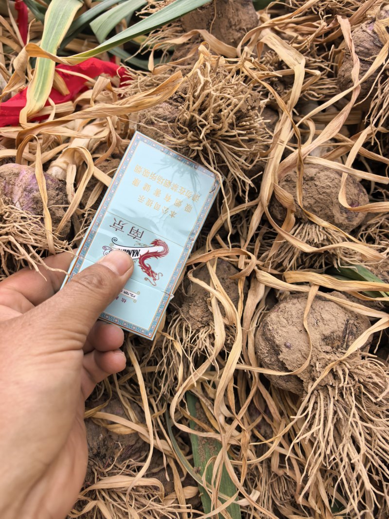 新鲜把子蒜