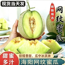 《精选》山东烟台海阳网纹瓜/甜蜜多汁/对接各大市场商超