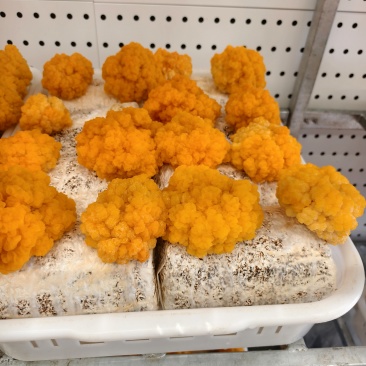 金耳菌