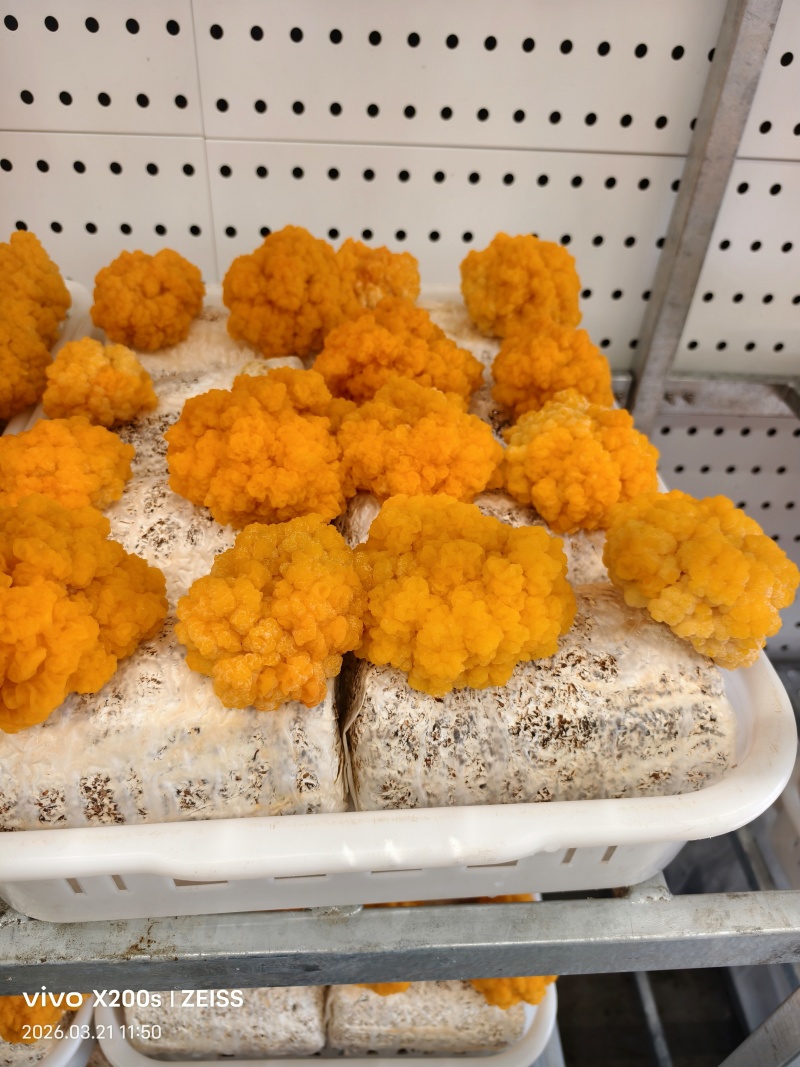 金耳菌