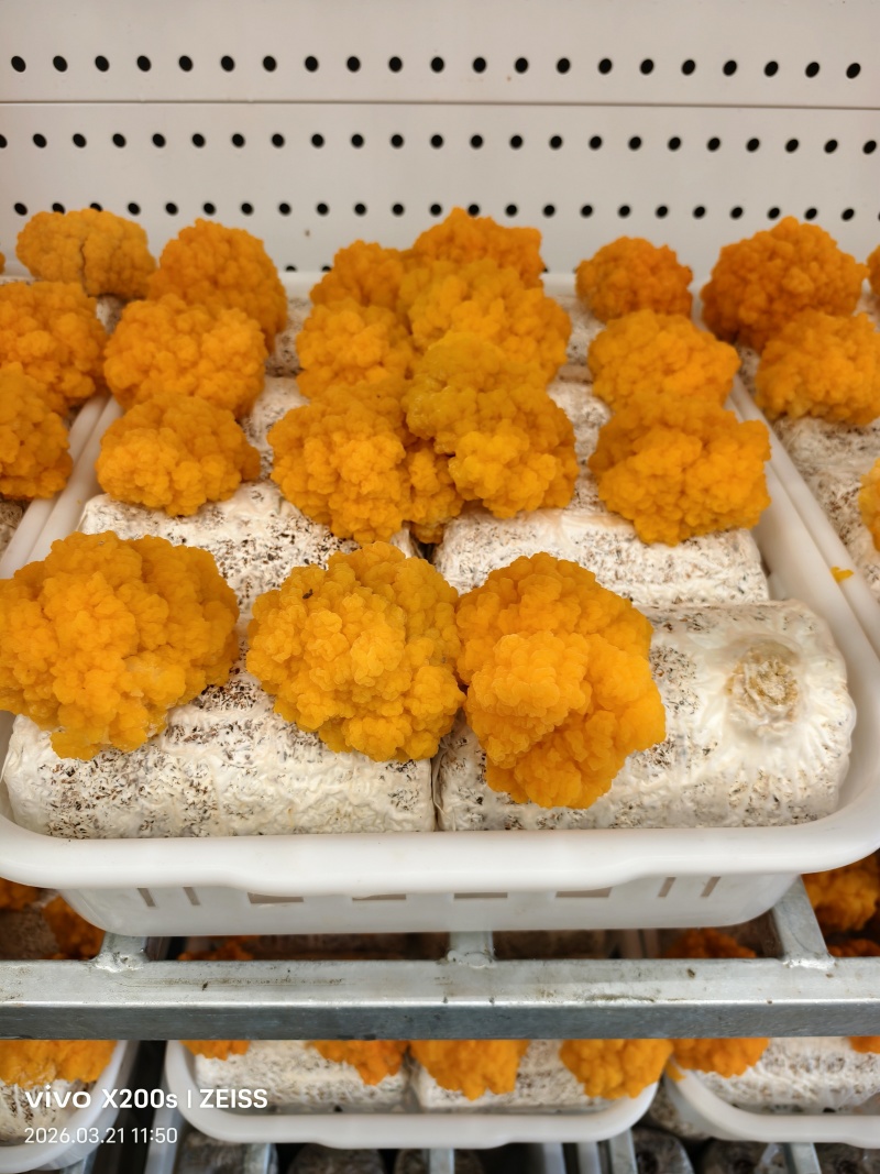 金耳菌