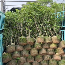 四季桂花1-12分，各种规格，大量低价出售