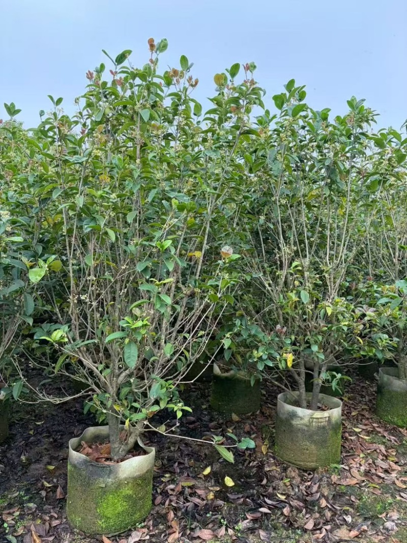 四季桂花1-12分，各种规格，大量低价出售