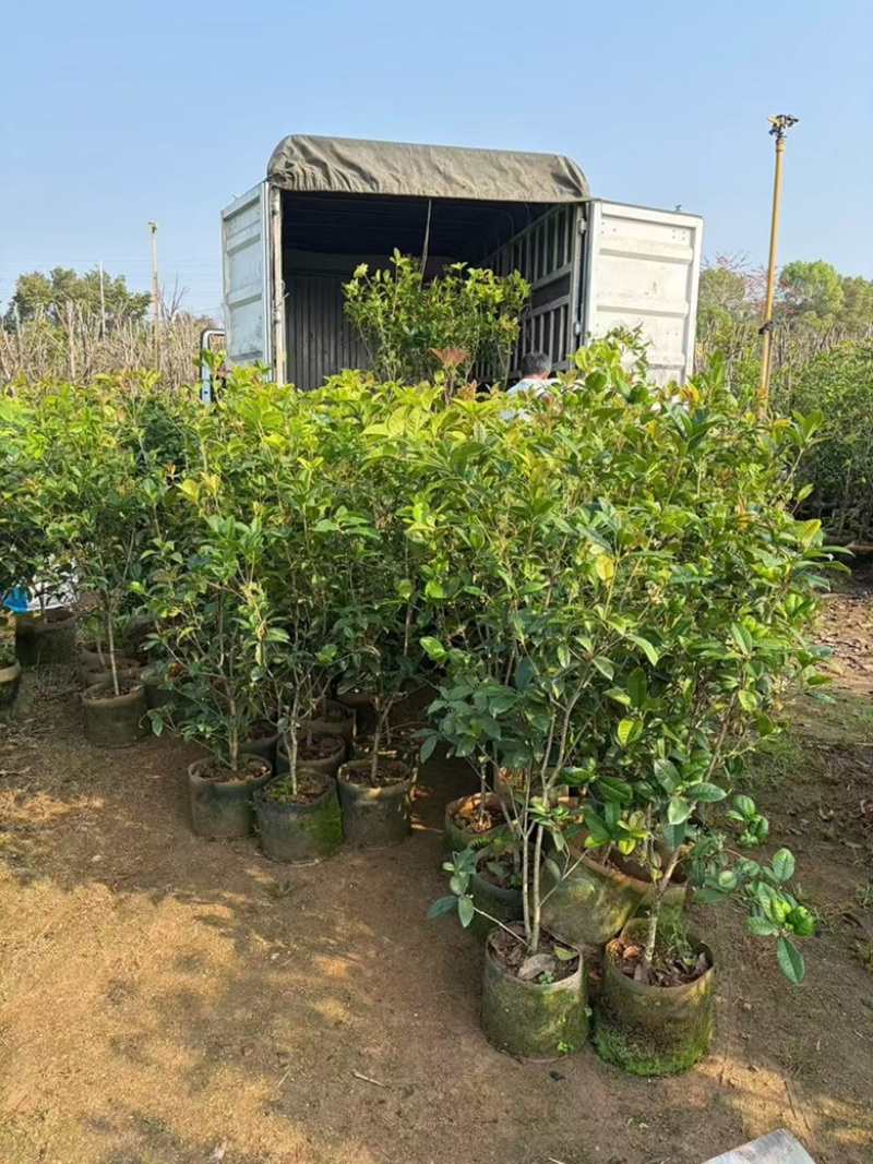 四季桂花1-12分，各种规格，大量低价出售