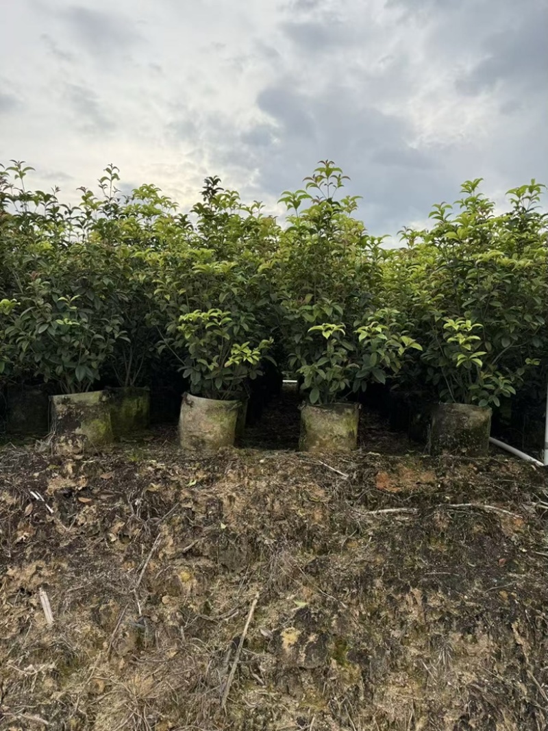 四季桂花1-12分，各种规格，大量低价出售