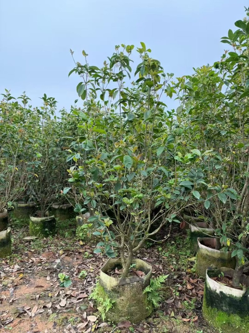 四季桂花1-12分，各种规格，大量低价出售
