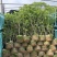 四季桂花1-12分，各种规格，大量低价出售