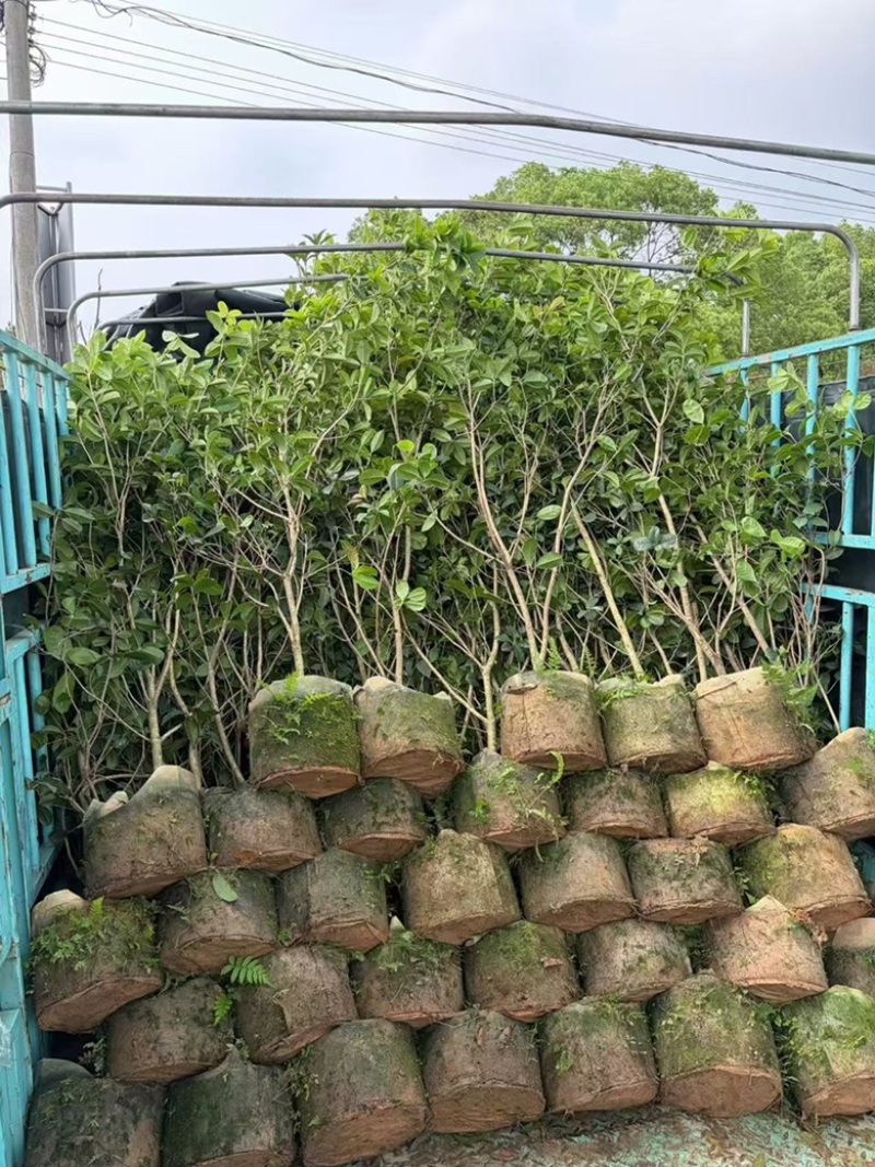 四季桂花1-12分，各种规格，大量低价出售