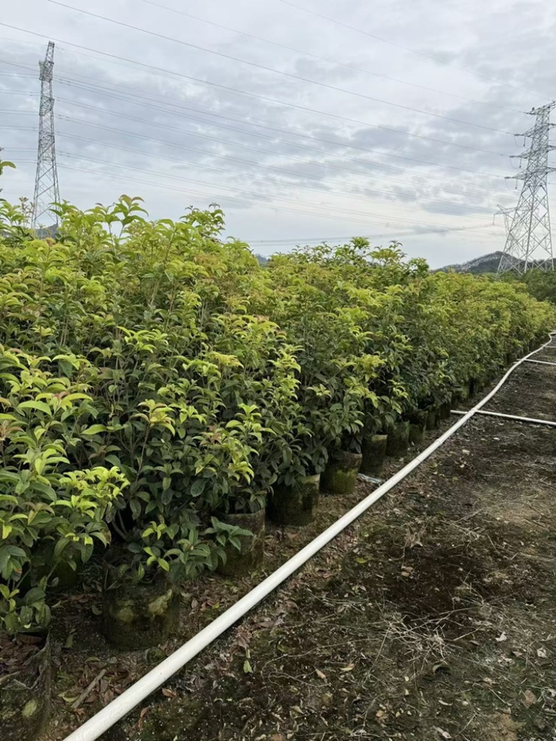 四季桂花1-12分，各种规格，大量低价出售