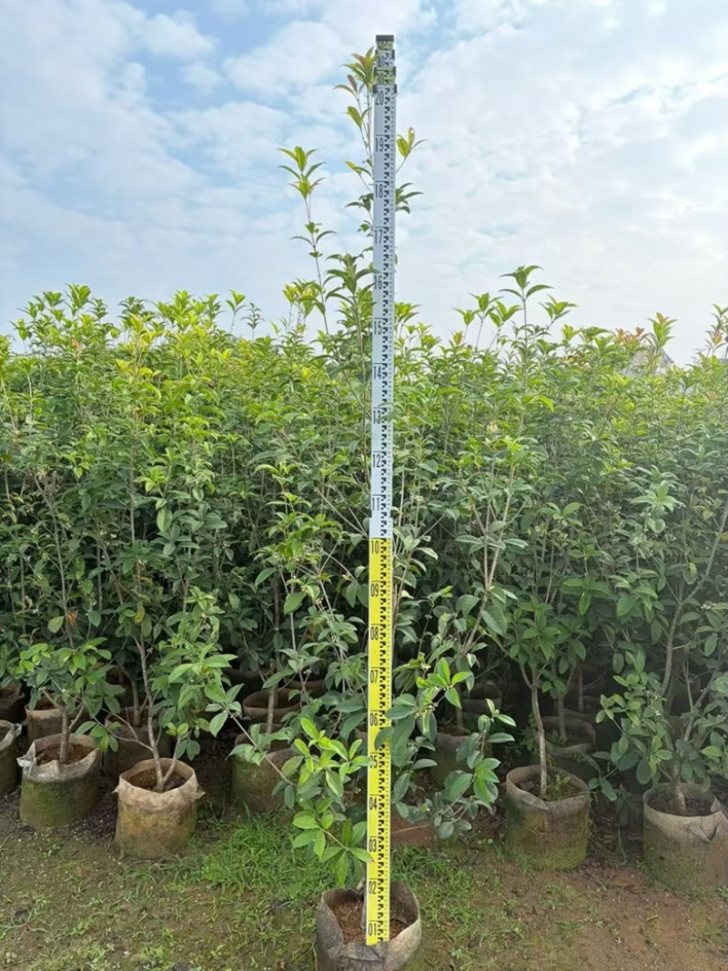 四季桂花1-12分，各种规格，大量低价出售