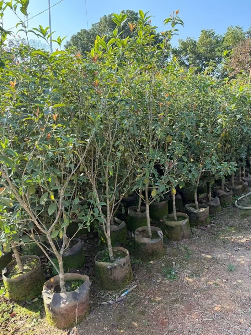 四季桂花1-12分，各种规格，大量低价出售