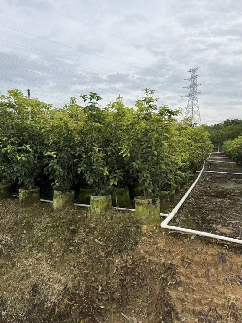 四季桂花1-12分，各种规格，大量低价出售