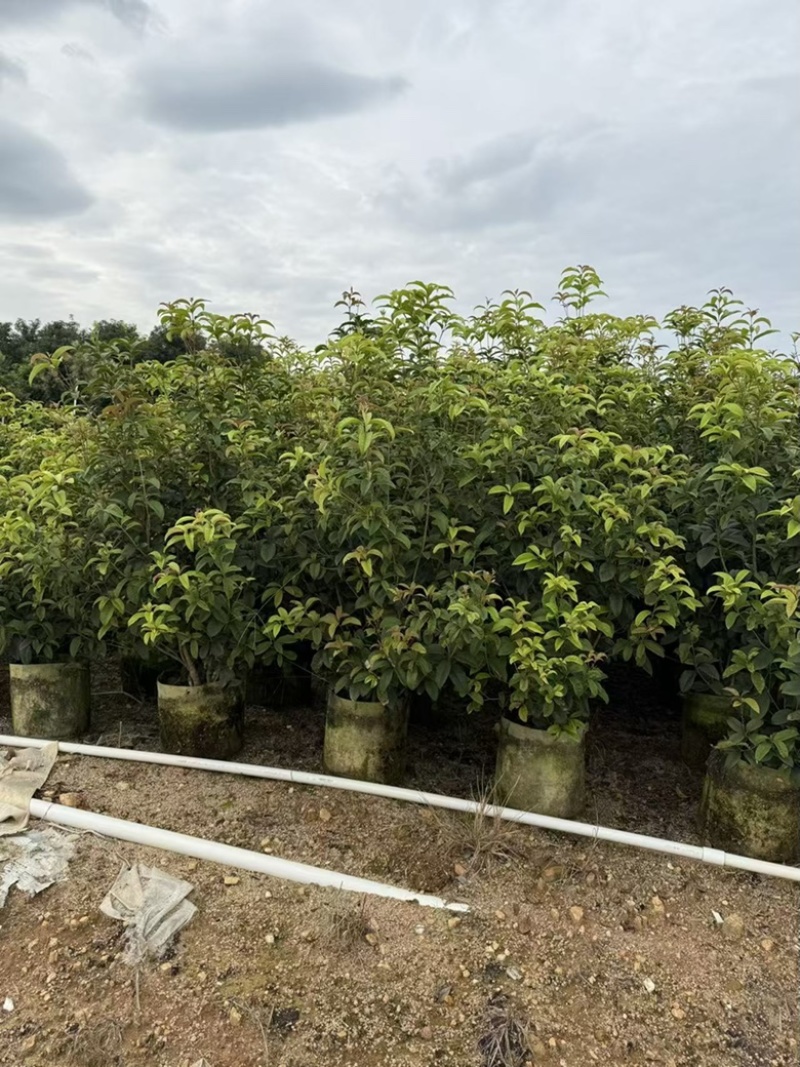四季桂花1-12分，各种规格，大量低价出售