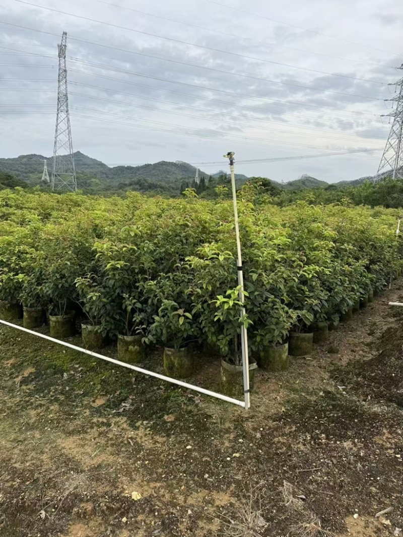 四季桂花1-12分，各种规格，大量低价出售