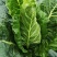 牛角尖包菜大量上市