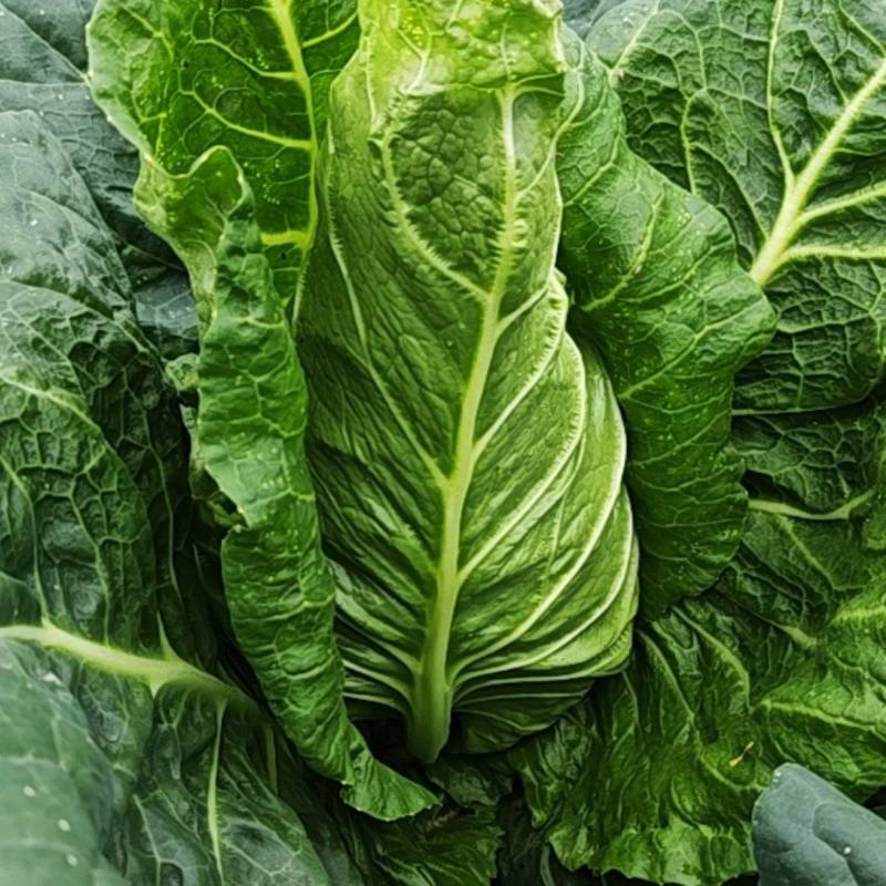 牛角尖包菜大量上市