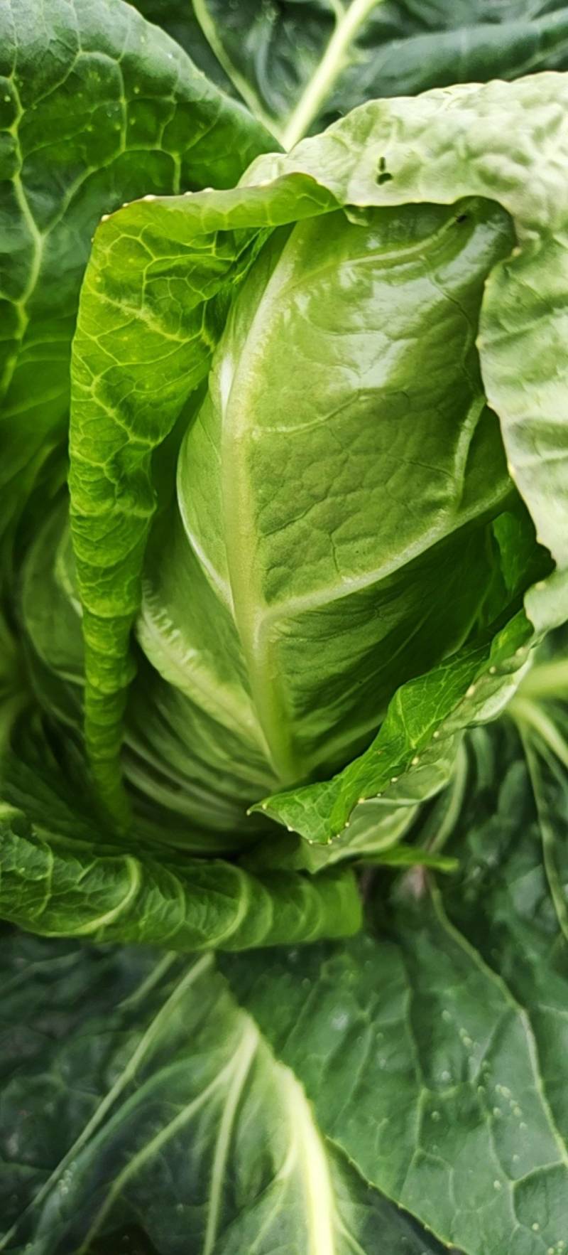 牛角尖包菜大量上市