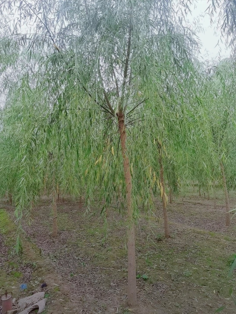 8公分垂柳