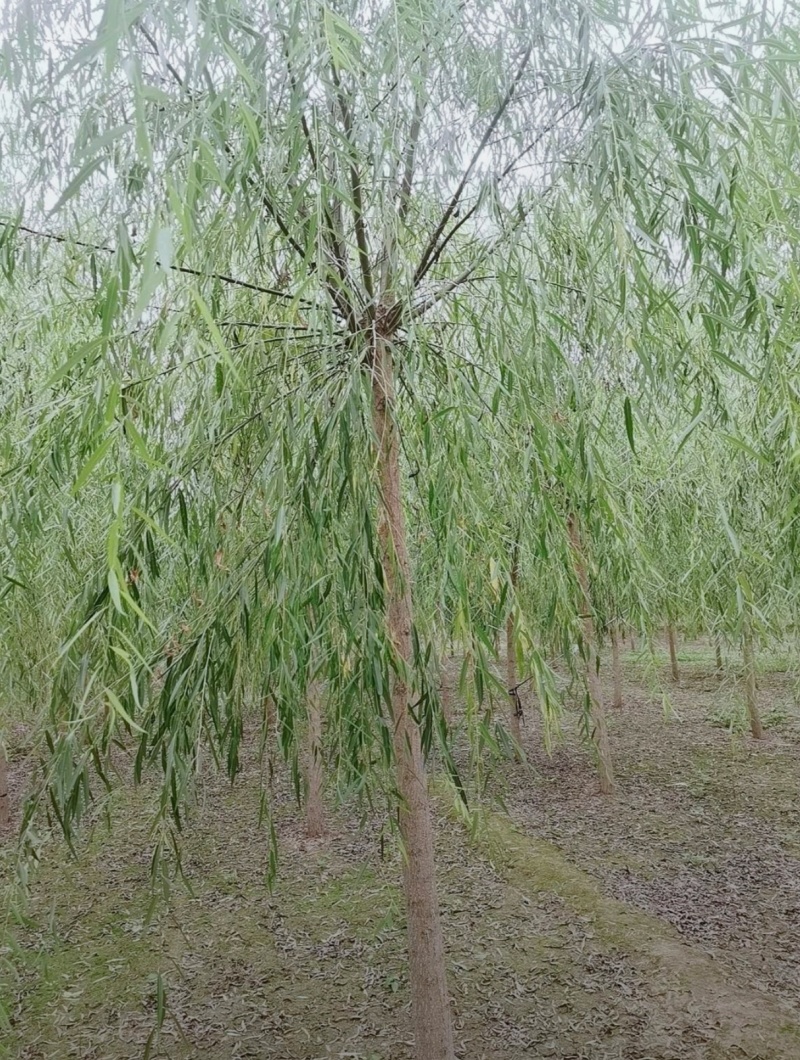 8公分垂柳