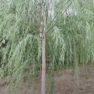 8公分垂柳