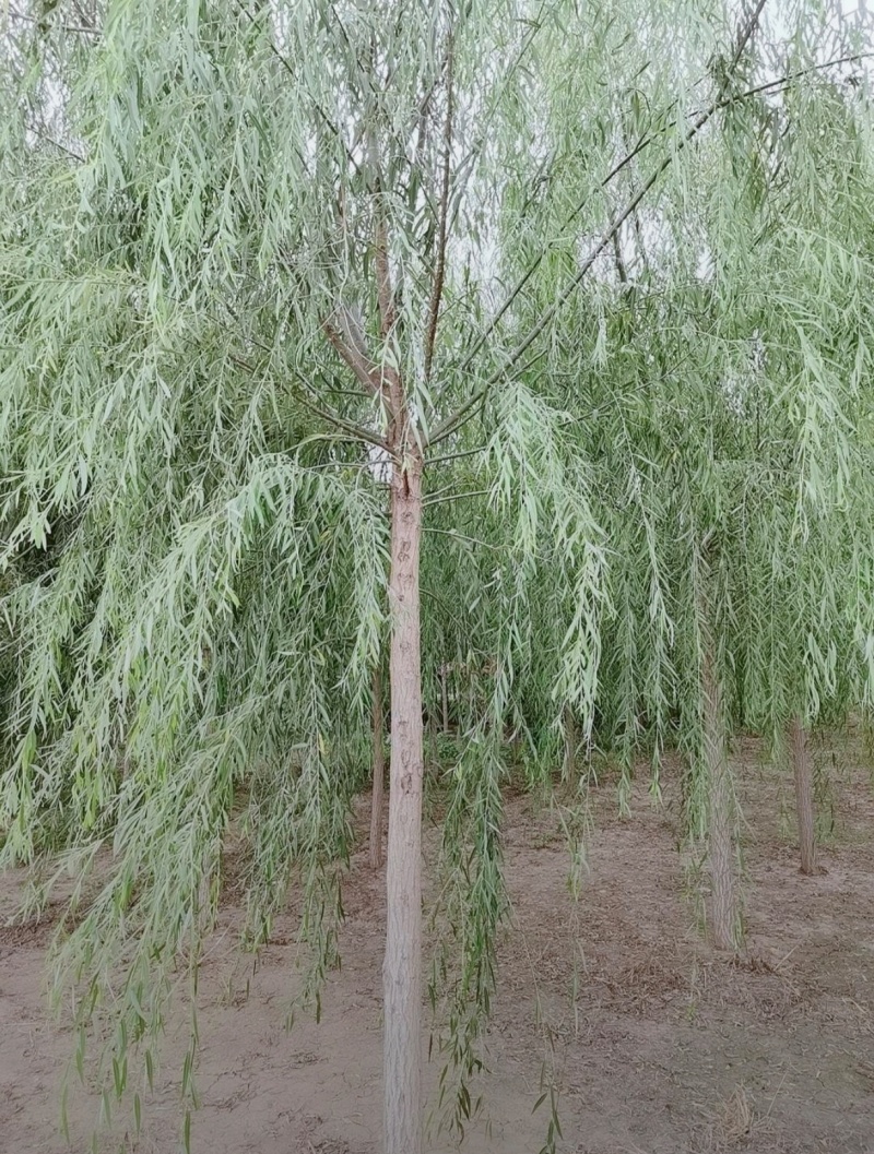 8公分垂柳
