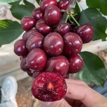 露天，大樱桃，五一左右开始上熟