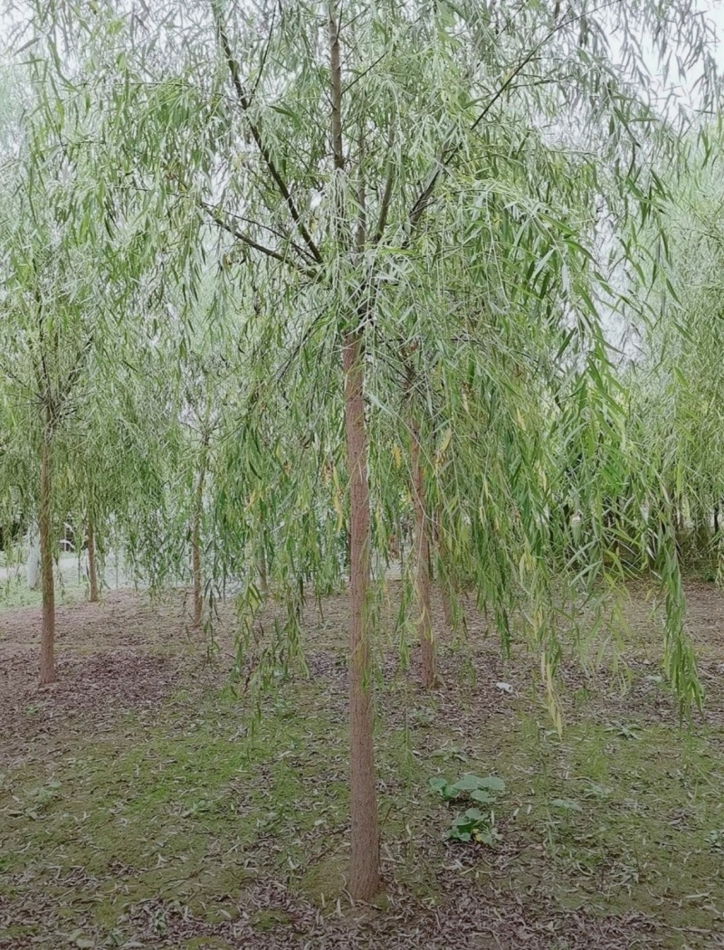 8公分垂柳