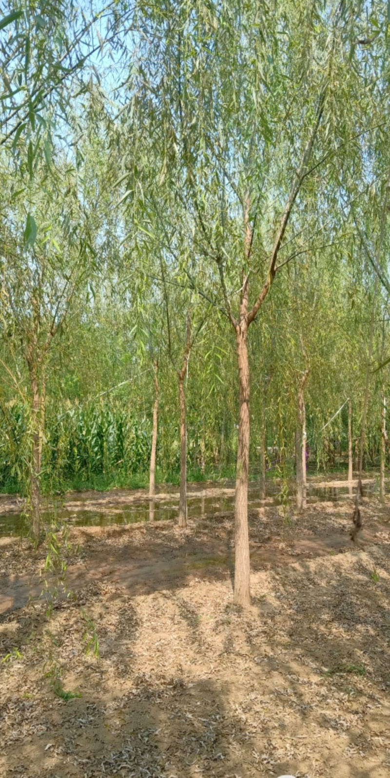 8公分垂柳