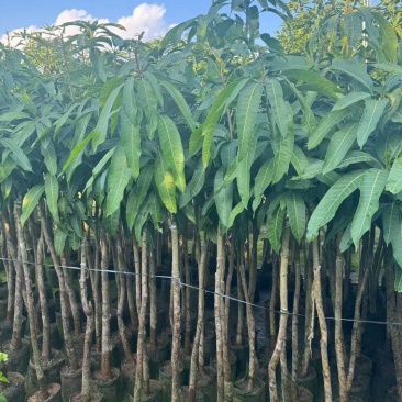 金煌芒3-8公分出售自家果苗基地直销
