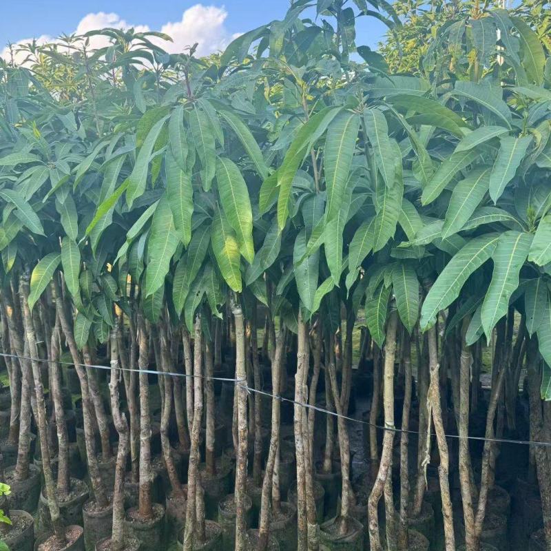 金煌芒3-8公分出售自家果苗基地直销