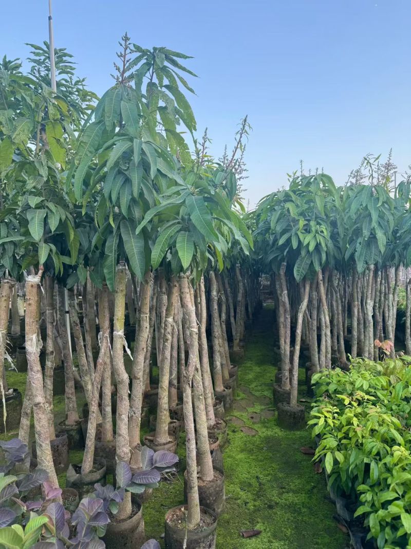 金煌芒3-8公分出售自家果苗基地直销