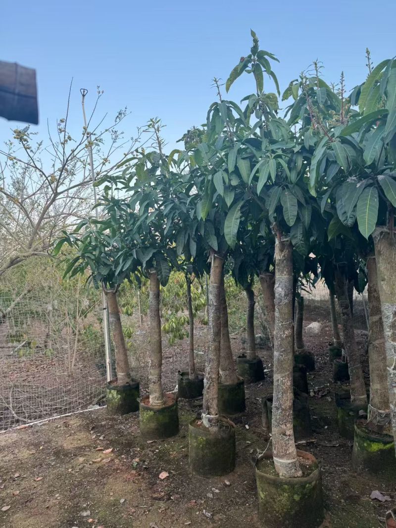 金煌芒3-8公分出售自家果苗基地直销