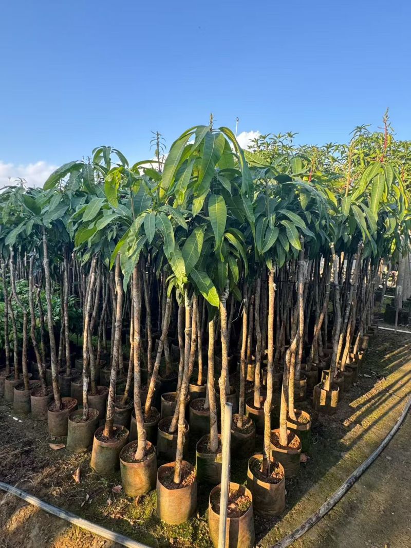 金煌芒3-8公分出售自家果苗基地直销