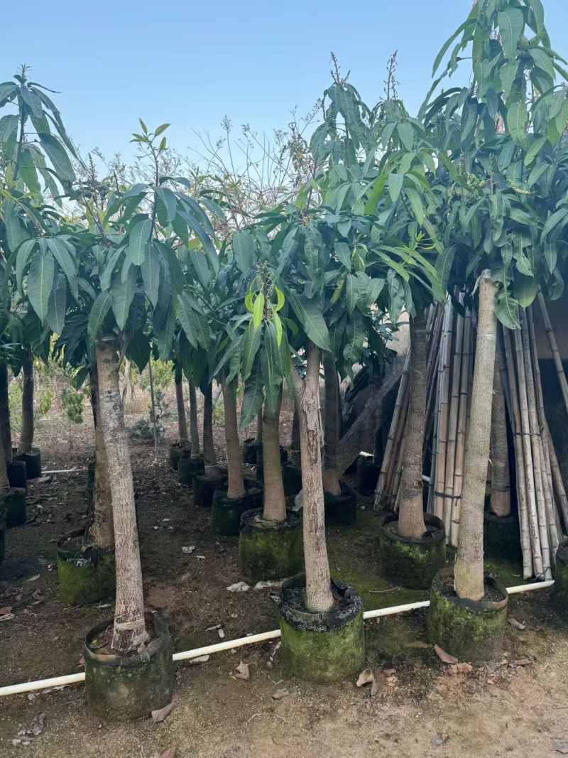 金煌芒3-8公分出售自家果苗基地直销