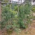金煌芒3-8公分出售自家果苗基地直销