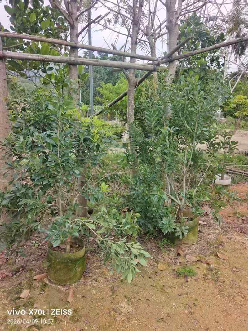 金煌芒3-8公分出售自家果苗基地直销