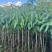 金煌芒3-8公分出售自家果苗基地直销