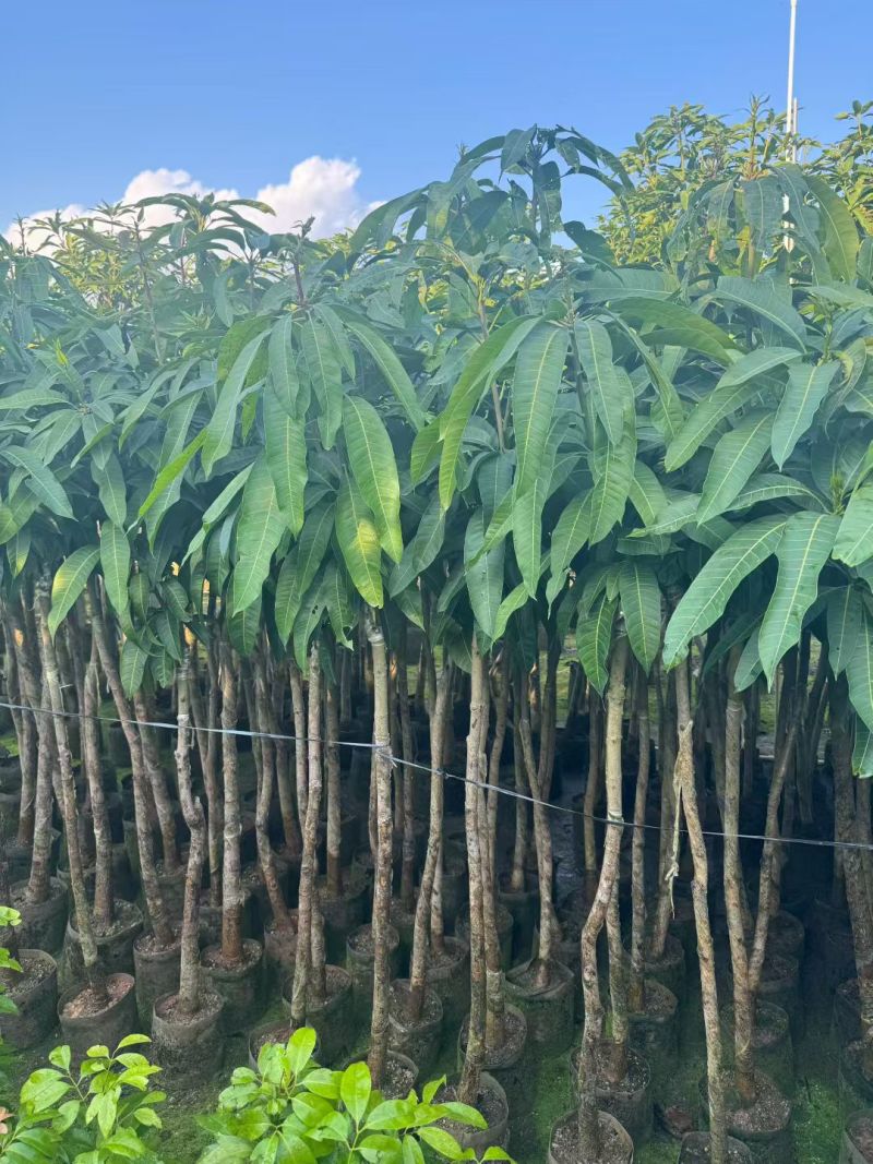 金煌芒3-8公分出售自家果苗基地直销