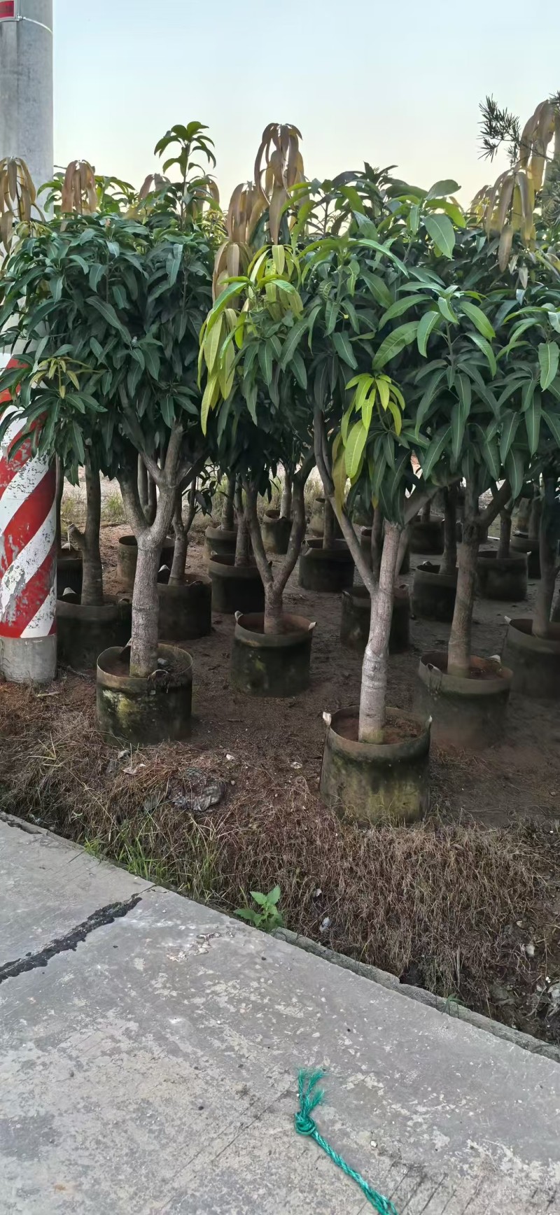 金煌芒3-8公分出售自家果苗基地直销