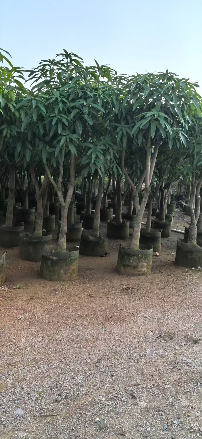 金煌芒3-8公分出售自家果苗基地直销