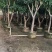 金煌芒3-8公分出售自家果苗基地直销