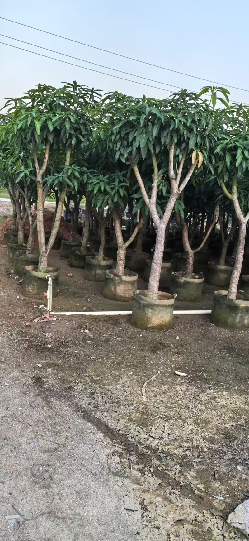 金煌芒3-8公分出售自家果苗基地直销
