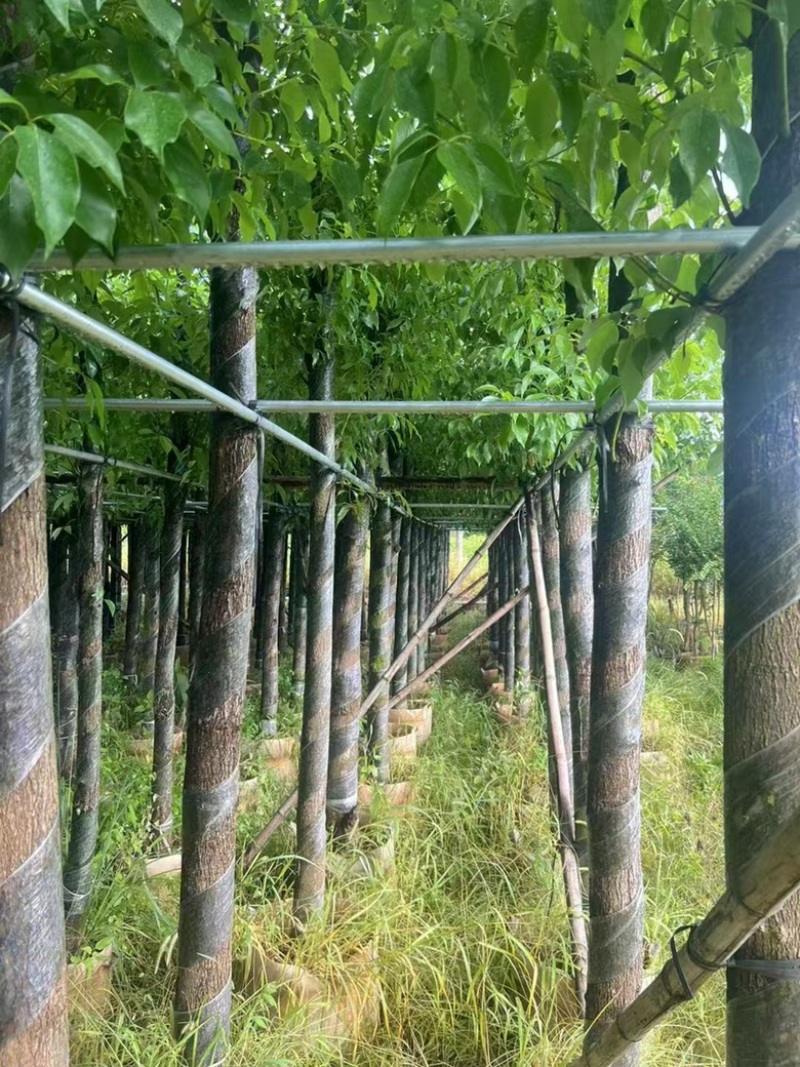 香樟3-15分，各种规格，大量低价出售
