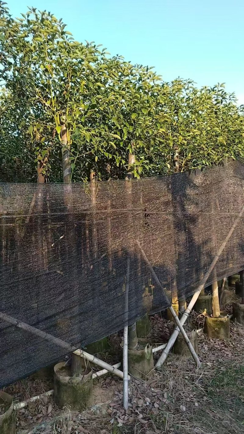 香樟3-15分，各种规格，大量低价出售