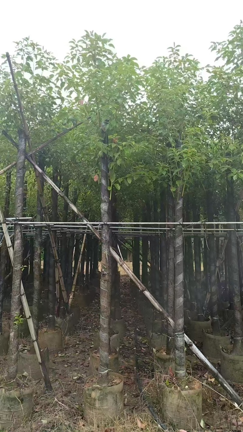香樟3-15分，各种规格，大量低价出售
