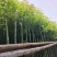 香樟3-15分，各种规格，大量低价出售
