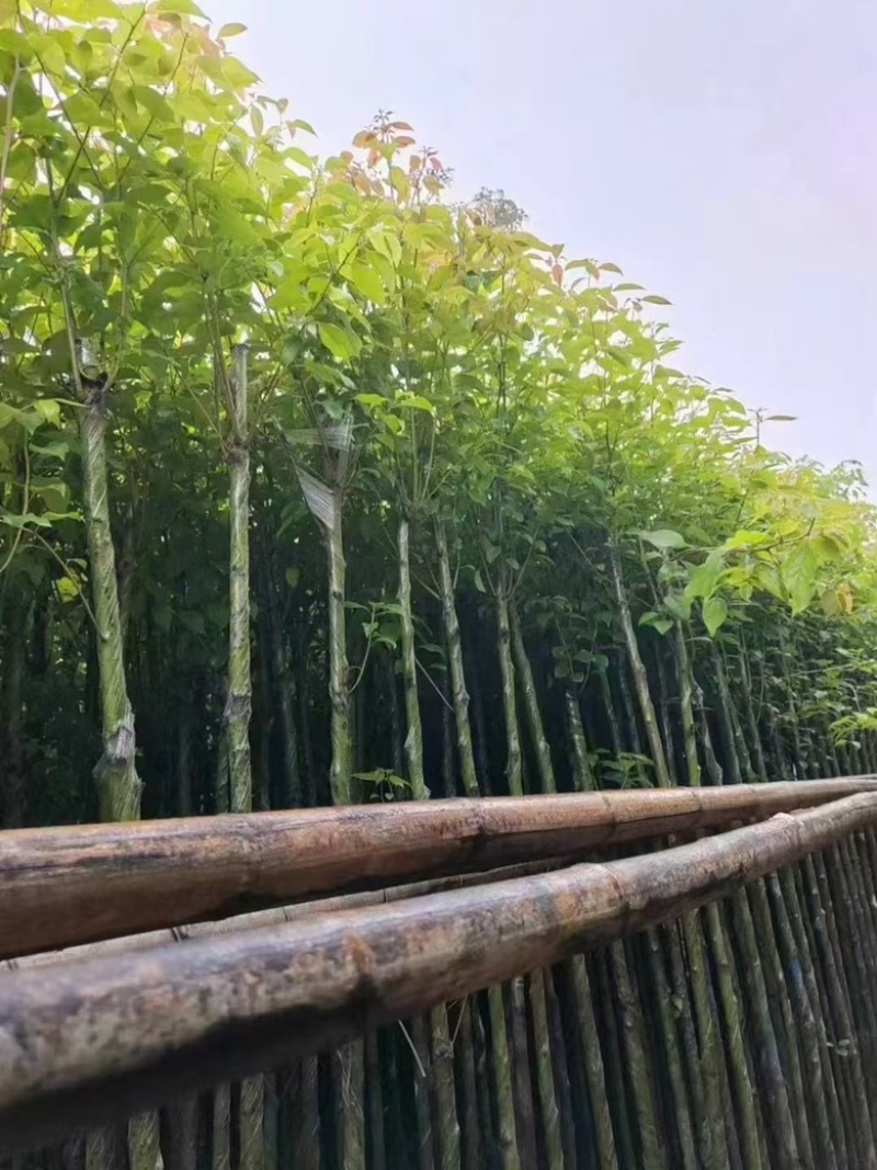 香樟3-15分，各种规格，大量低价出售