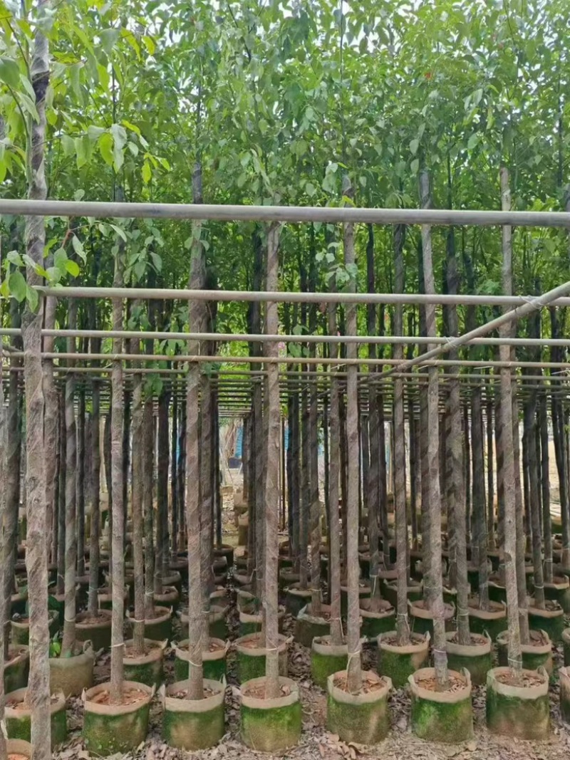 香樟3-15分，各种规格，大量低价出售